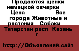 Продаются щенки немецкой овчарки!!! › Цена ­ 6000-8000 - Все города Животные и растения » Собаки   . Татарстан респ.,Казань г.